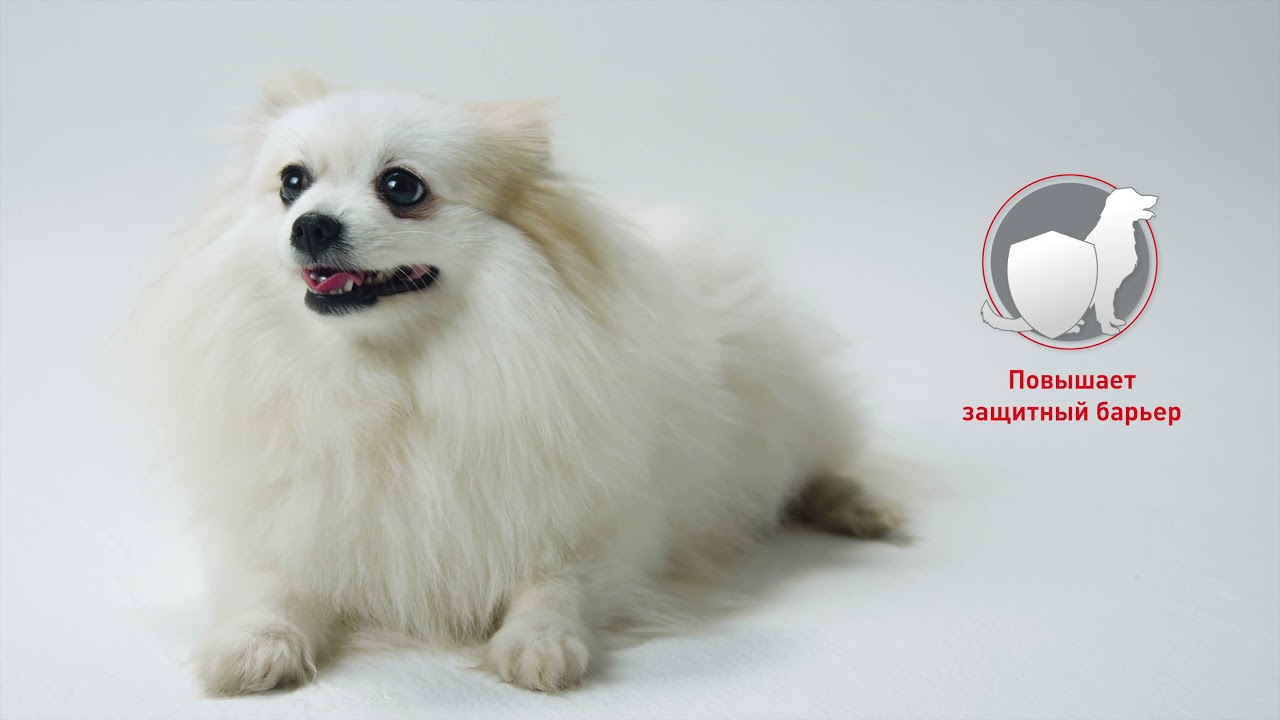 Корм ROYAL CANIN HYPOALLERGENIC  ANALLERGENIC для собак при пищевой аллергии в Magizoo.ru
