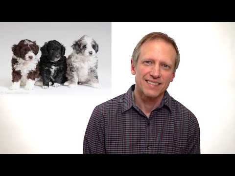 オージードゥードルがゴールデンドゥードル、ラブラドゥードル、その他の種類のドゥードルよりも優れている私のトップ 10 の理由。