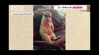 【可愛い】ワクチン副作用で寝込む主を見守るミーアキャット！(テレビ朝日)(クギヅケ)(ニュース) #미어캣#meerkat