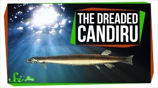 The Truth About That Fish That Climbs Into Urethras