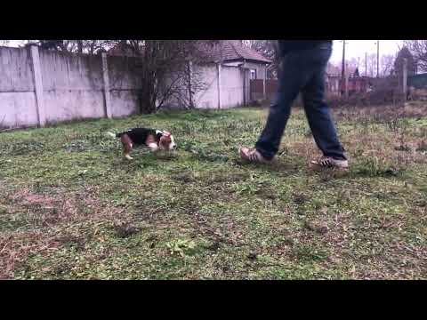 Perros Beagle en venta