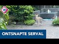 Ontsnapte serval duikt op in tuin en bijt konijn dood - OMROEP WEST