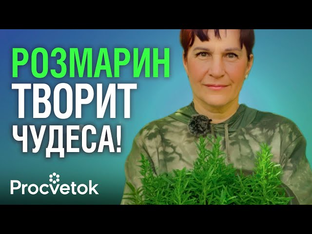 ДАЖЕ ВЕТОЧКА РОЗМАРИНА улучшит настроение, пищеварение, память и сохранит молодость