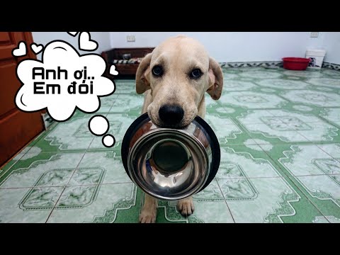 Kim Chi biết đi lấy bát về xin ăn - Hướng dẫn dạy chó | Food bowl training for dog