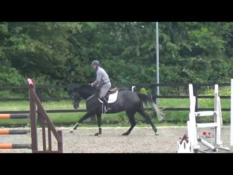 Carinjo FZ. 2012 Gelding.Casall x Clarimo.5yr Killosery Lodge.