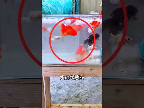 綿のかけらたちが水槽の水をきれいにしました。