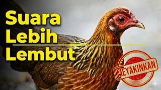 Download lagu Meyakinkan Lawan Jenis ‼️, Bunyi Atau Suara Pikat Ayam Hutan Betina #suaraayambetina mp3 Download lagu Meyakinkan Lawan Jenis ‼️, Bunyi Atau Suara Pikat Ayam Hutan Betina #suaraayambetina mp3