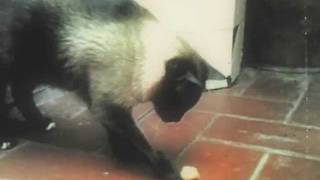 I don't want to play football - Belle & Sebastian