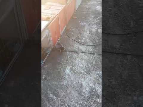 Los nueva generación hijos , De la Paloma zenisa y Palomo azul #palomas #cajon #100% #pichones