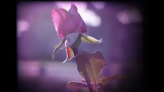 Mark Evich - Magenta (video by Felix)