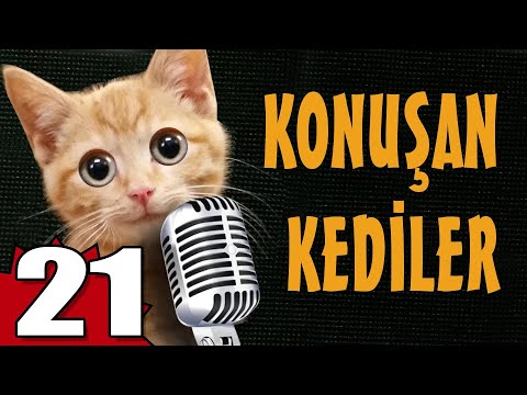 Konuşan Kediler 21 - En Komik Kedi Videoları