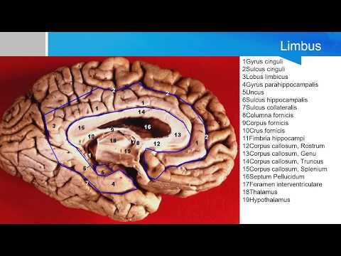 Neurosurgery written board crash course - limbic system overview