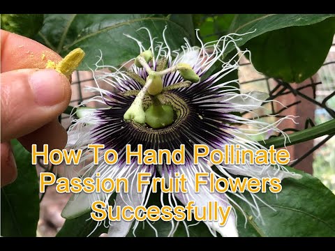 How To Hand Pollinate Passion Fruit Flowers Successfully