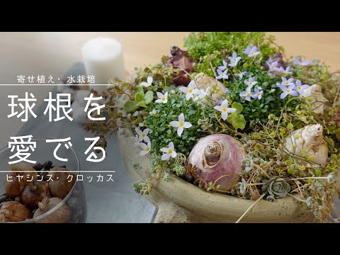 鉢植えのヒヤシンスの手入れ：この崇高な花を室内で植え、水をやり、咲かせる方法は？  庭園