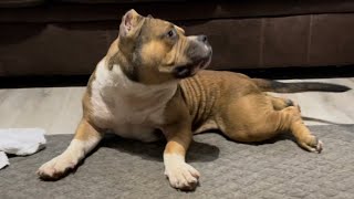 Crowned Imperial Prince of York at 9 Months Old with Genetic Health Test and Results. Stud Inquire