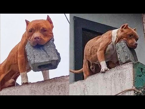 Pourquoi il n'est pas facile d'avoir un chien Les chiens les plus drôles et les plus ennuyeux !