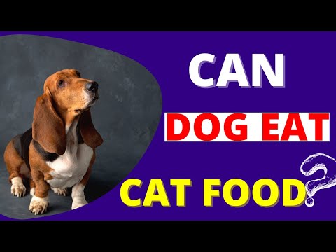 can dogs eat cat food || DOGBIA
