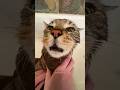 Cats Don T Just Meow Funny Catvideos Catshorts Cat