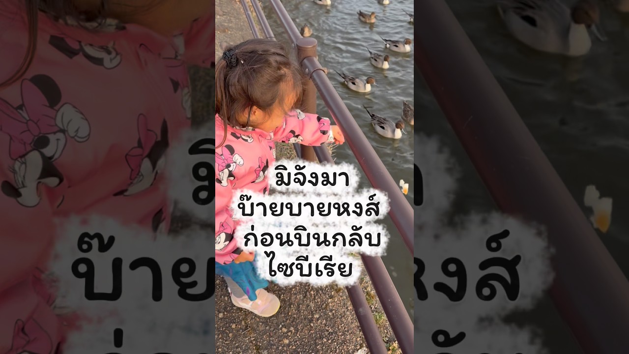 พามิจังมาบายๆหงส์ก่อนกลับไซบีเรีย