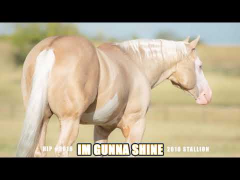 IM GUNNA SHINE _ Hip #3016 NRHA FUTURITY SALE