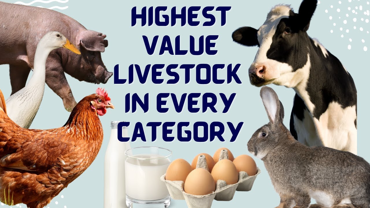 Highest Value Livestock in Every Category - High Value Cattle, Sheep, Chickens etc.