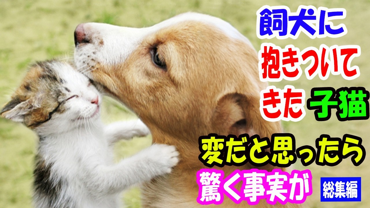 犬の散歩中、子猫が飼い犬に抱き付いてきた。少し変わった猫だと思ったら驚く事実が。【猫の不思議な話】【総集編】