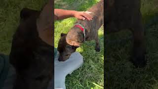 Video preview image #1 Plott Hound-Unknown Mix Puppy For Sale in Woodbury, NY, USA
