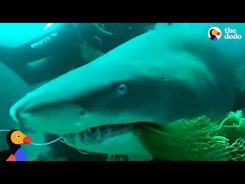 Scuba Diving Instructor Saves Shark Trapped In Fishing Net | The Dodo