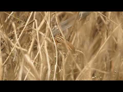 גיבתון סוף אוכל זרעים בביצת פולג - דצמבר 2024. צילום: דרור כהן Reed Bunting - Poleg Marsh