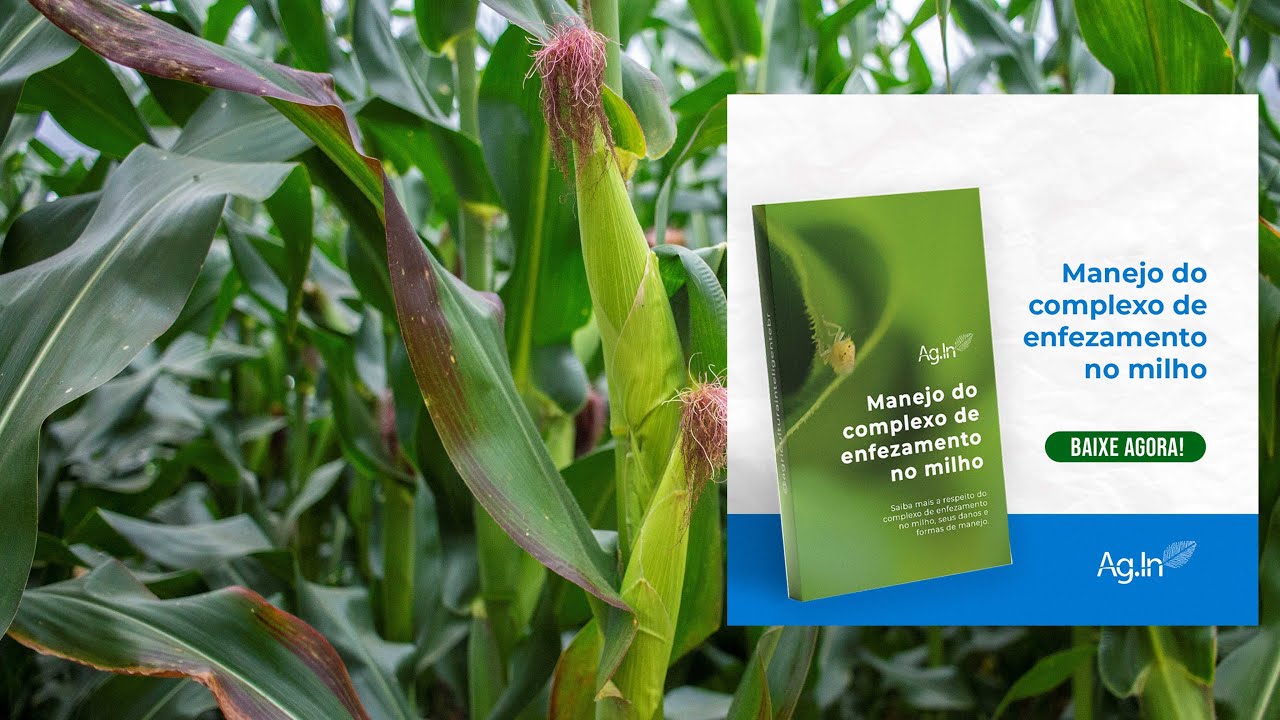 Enfezamento do milho: identificação e manejo - Agricultura Inteligente