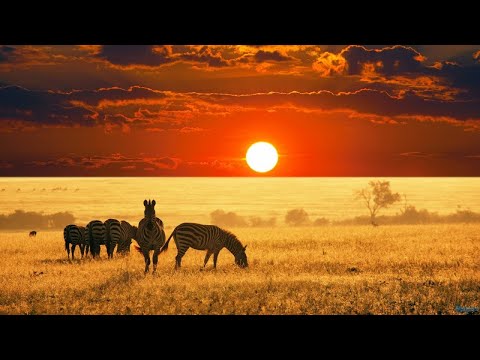 5k african wildlife - kruger national park