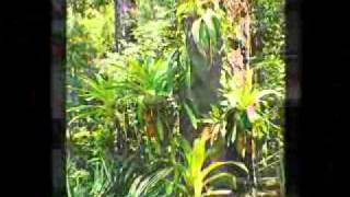 Orchid Pot Hangers for gardens and gardening from Hangapot.com