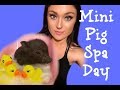 How To Give A Mini Pig A Bath And Pedicure