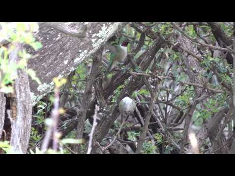 Broad-tailed Hummingbird antagonistic behavior