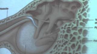 22-Anatomy Neck DR.Hossam Yehia (28/12/2015) Ear, MCQ and cases