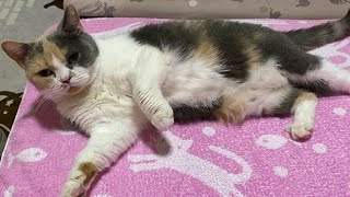 【ウンポヨ】カメラにまだ慣れないポヨたん【猫ねこ】