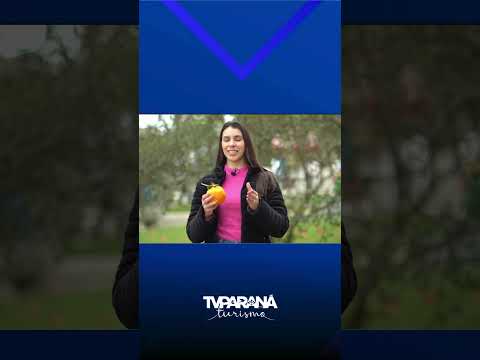 Conheça Cerro Azul: a terra do ponkan!