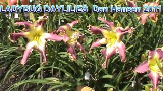 preview picture of video 'LADYBUG DAYLILIES SPRING 2011 SELECTS'