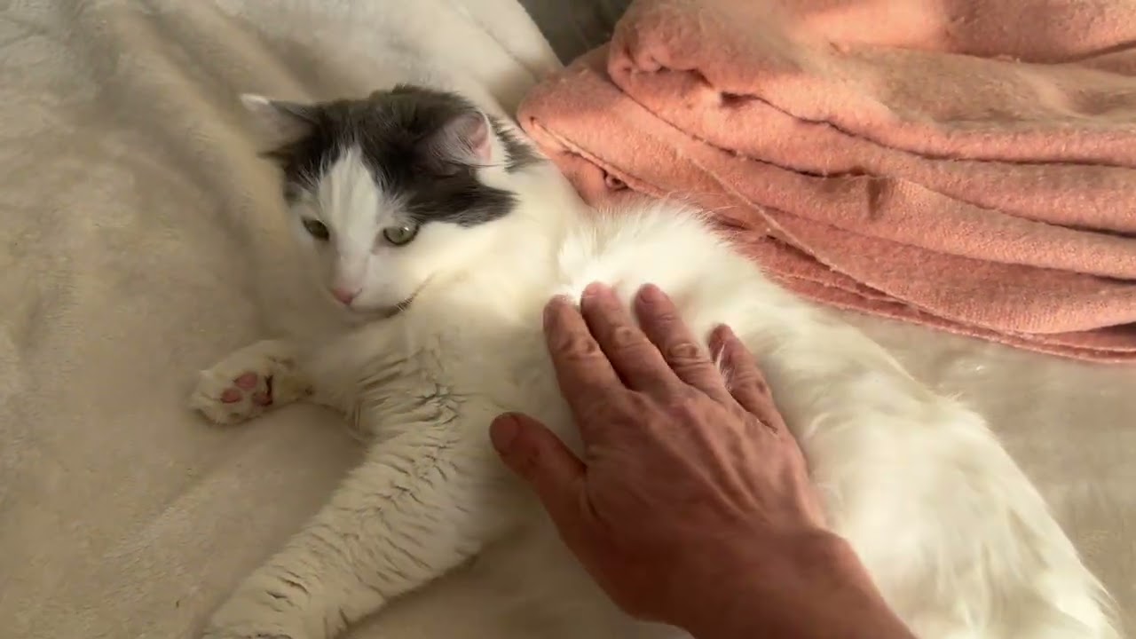 Enlarge Leo Cornelius, an adoptable mixed breed in Eagle Point, OR video 5/5