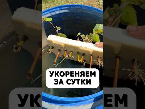Укореняем любые черенки за сутки. Лучший народный рецепт #огород #дача #сад #урожай #цветы #лайфхак