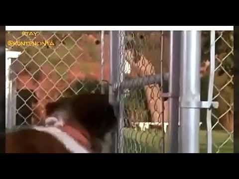 Seekor anjing membantu anak majikan yang tenggelam