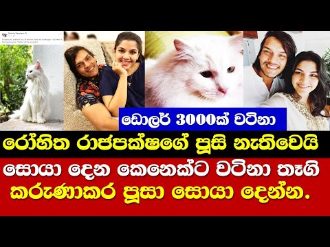 Rohitha Rajapaksha Pet Cat / මගේ සුරතල් පූසි සොයා දෙන්න. රොහිත රාජපක්ෂ ඉල්ලයි
