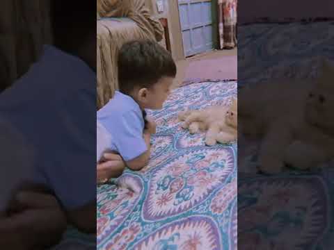 Awab playing with cat | Fz vlogs