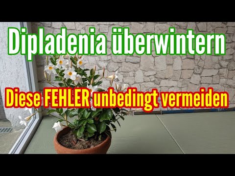 DIPLADENIA überwintern - Die häufigsten FEHLER unbedingt vermeiden bei Überwinterung Dipladenia