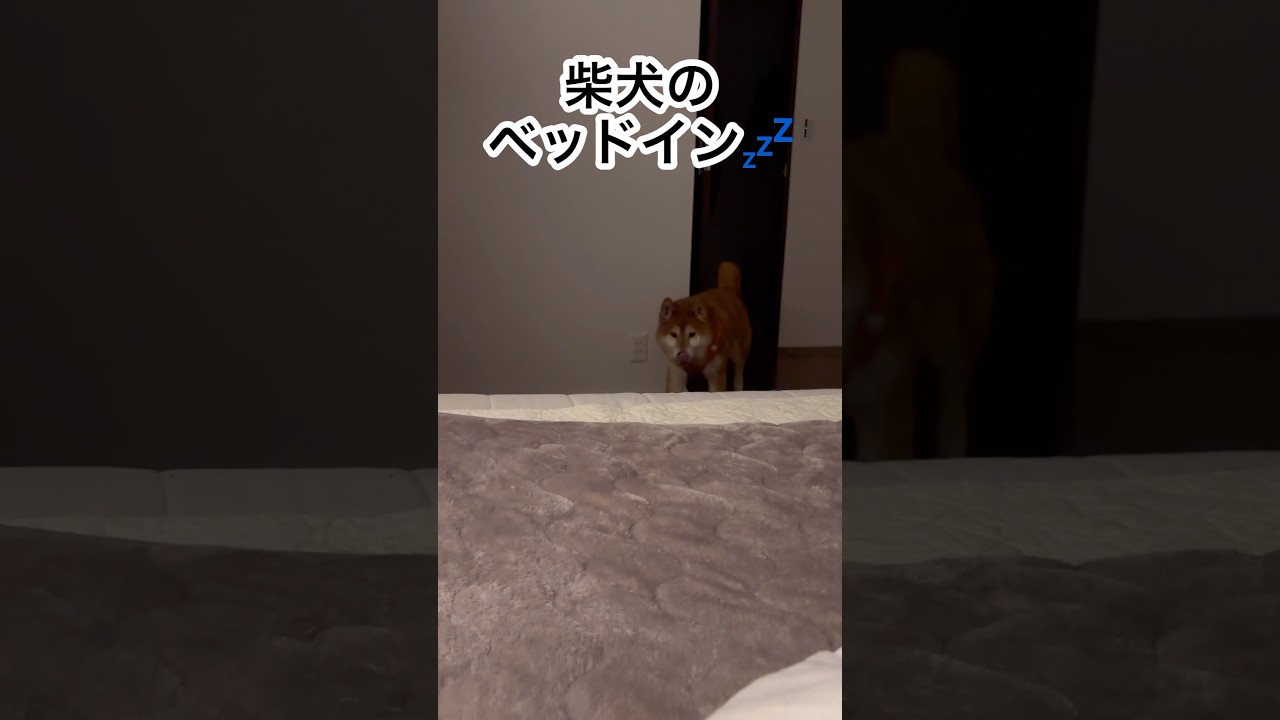 柴犬が眠るまで💤 #cutedog #柴犬 #shibainu #dog #doggie #sleeping #いぬのいる生活 #routines #healing #shiba #いぬ