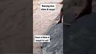 Download lagu Strike ikan nilem bertubi-tubi di tempat ini!! kondisi air keruh isi ikan nilem semua #shorts mp3