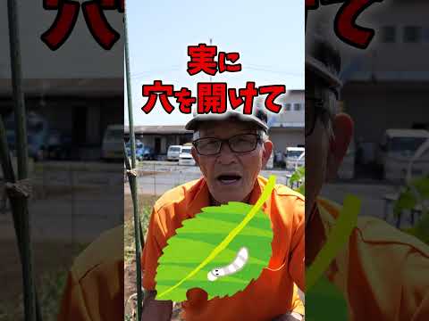 鉢植えでよく育つトマト: 成長を促進してこれを達成するにはどうすればよいでしょうか?  庭園