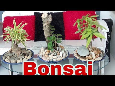 Amazing Table Top Garden Ideas | Decorations | Bonsai Tutorial |  Gardening | Cristy Gualberto