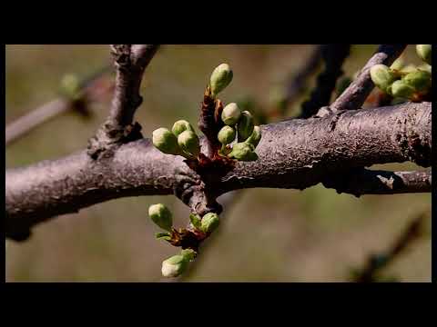 Štete u voćnjacima