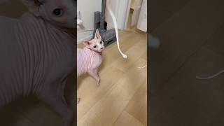 紐で遊びたい猫アレクサンドラ【スフィンクス】